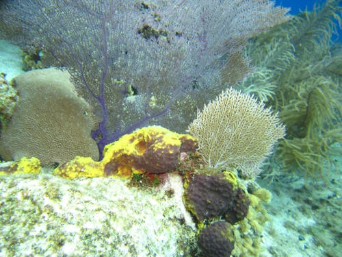 Free คลังภาพถ่ายฟรี ของ ดำน้ำ, ดำน้ำดูปะการัง, ดำน้ำสนอร์เกิล Stock Photo