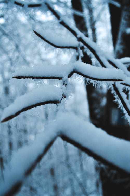 Free Close-up of a Snow Covered Bare Tree Stock Photo