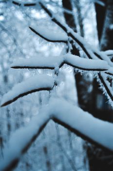 A close-up view of snow-covered branches in a winter forest, capturing the beauty of the cold season.