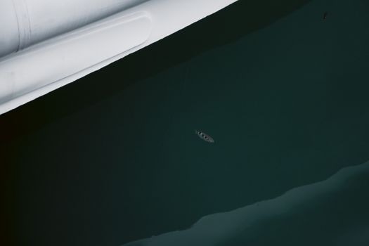From above black and white of small insect with striped ornament on ocean water with boat