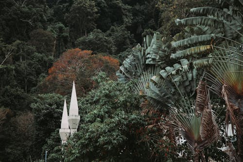 Ücretsiz açık hava, ağaç, arecaceae içeren Ücretsiz stok fotoğraf Stok Fotoğraflar