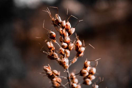 Free Close-up shot of dried plant with blurred background, showcasing nature’s delicate textures and colors. Stock Photo