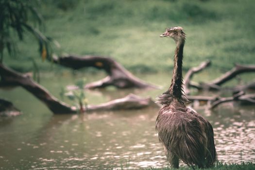 Emu against pond and lawn in daylight
