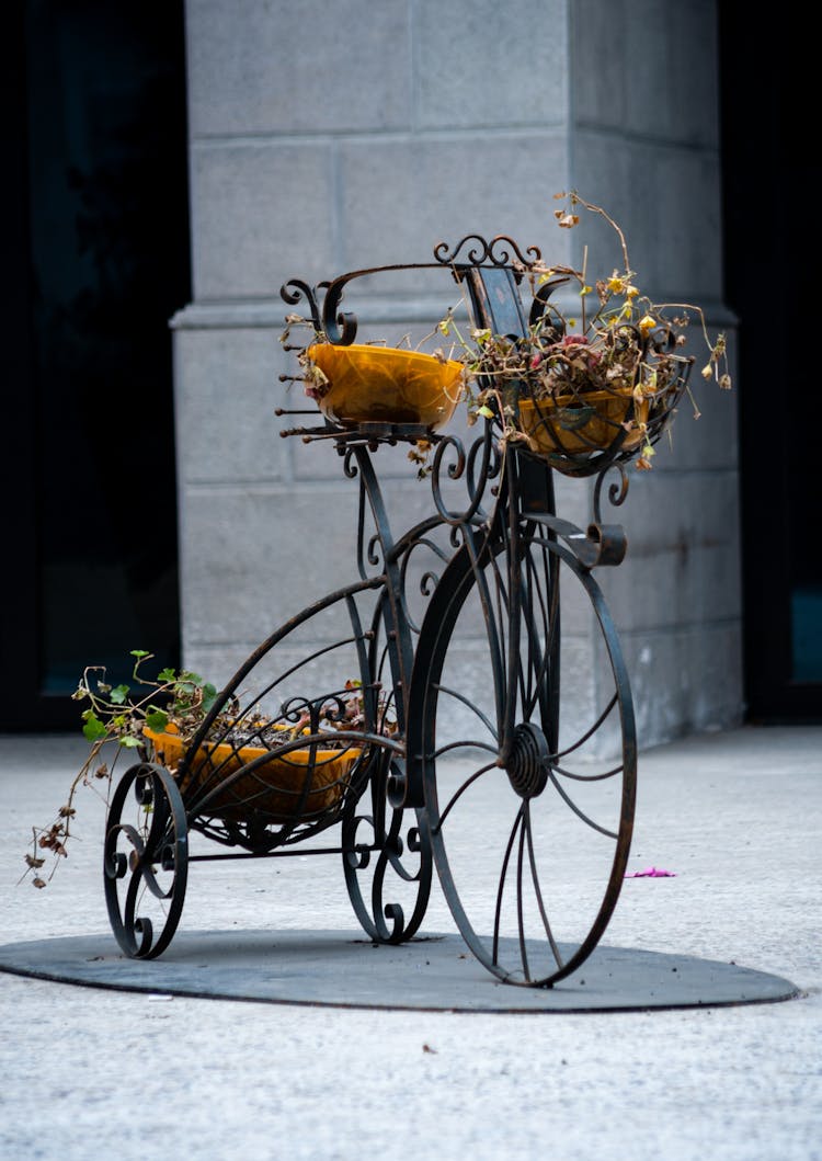 Wilted Plants On A Metal Tricycle Plant Holder 