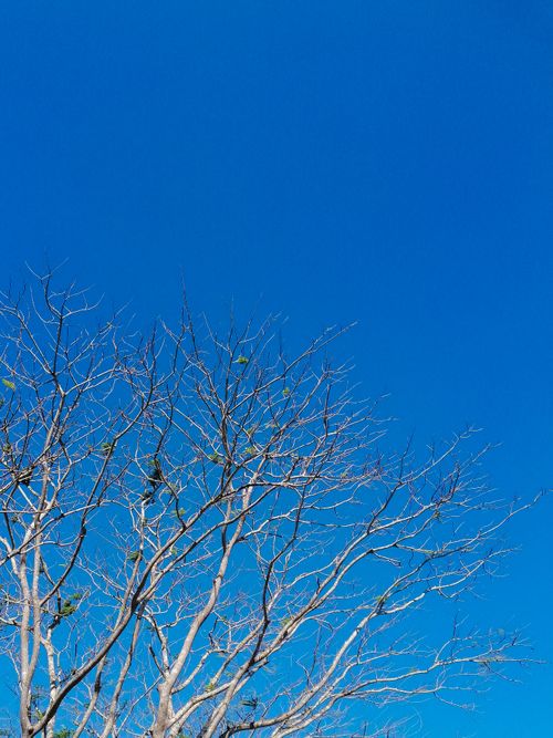 Free Beautiful image of a leafless tree against a clear bright blue sky, symbolizing simplicity and calmness. Stock Photo