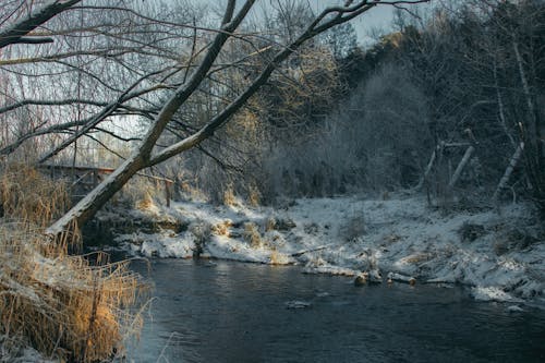 Immagine gratuita di acqua, alberi spogli, fiume