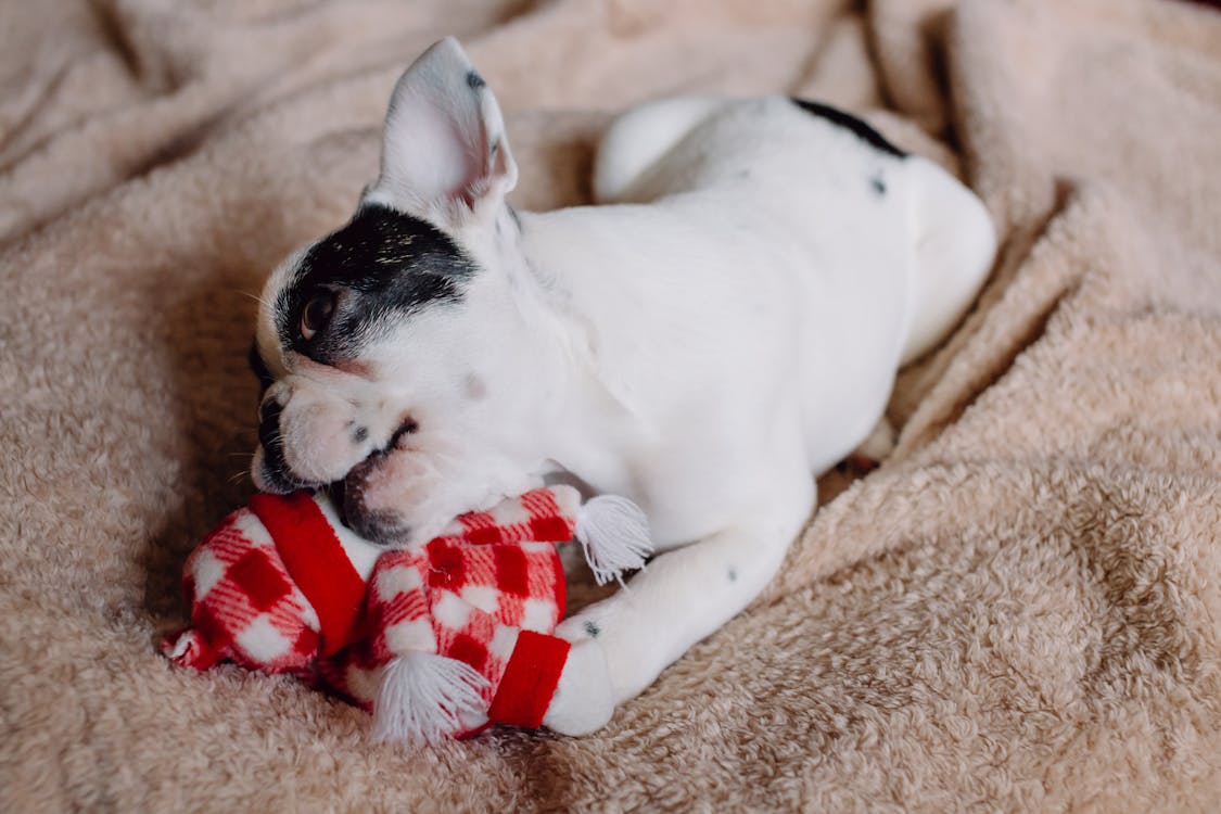 A Puppy Biting on a Doll