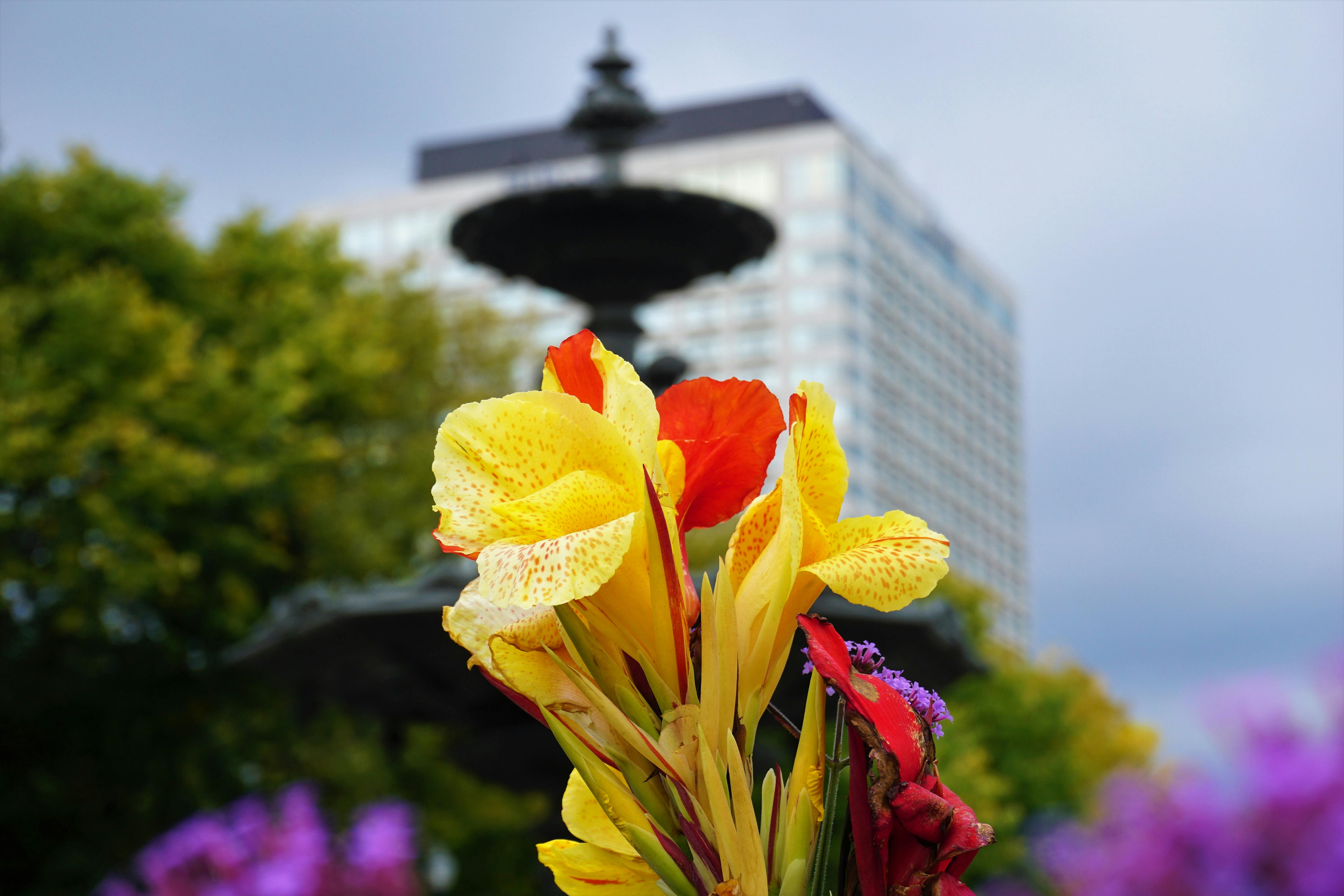 Free stock photo of building, city, flower