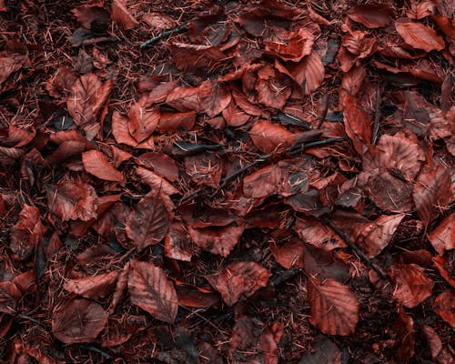 Brown Withered Leaves on Ground