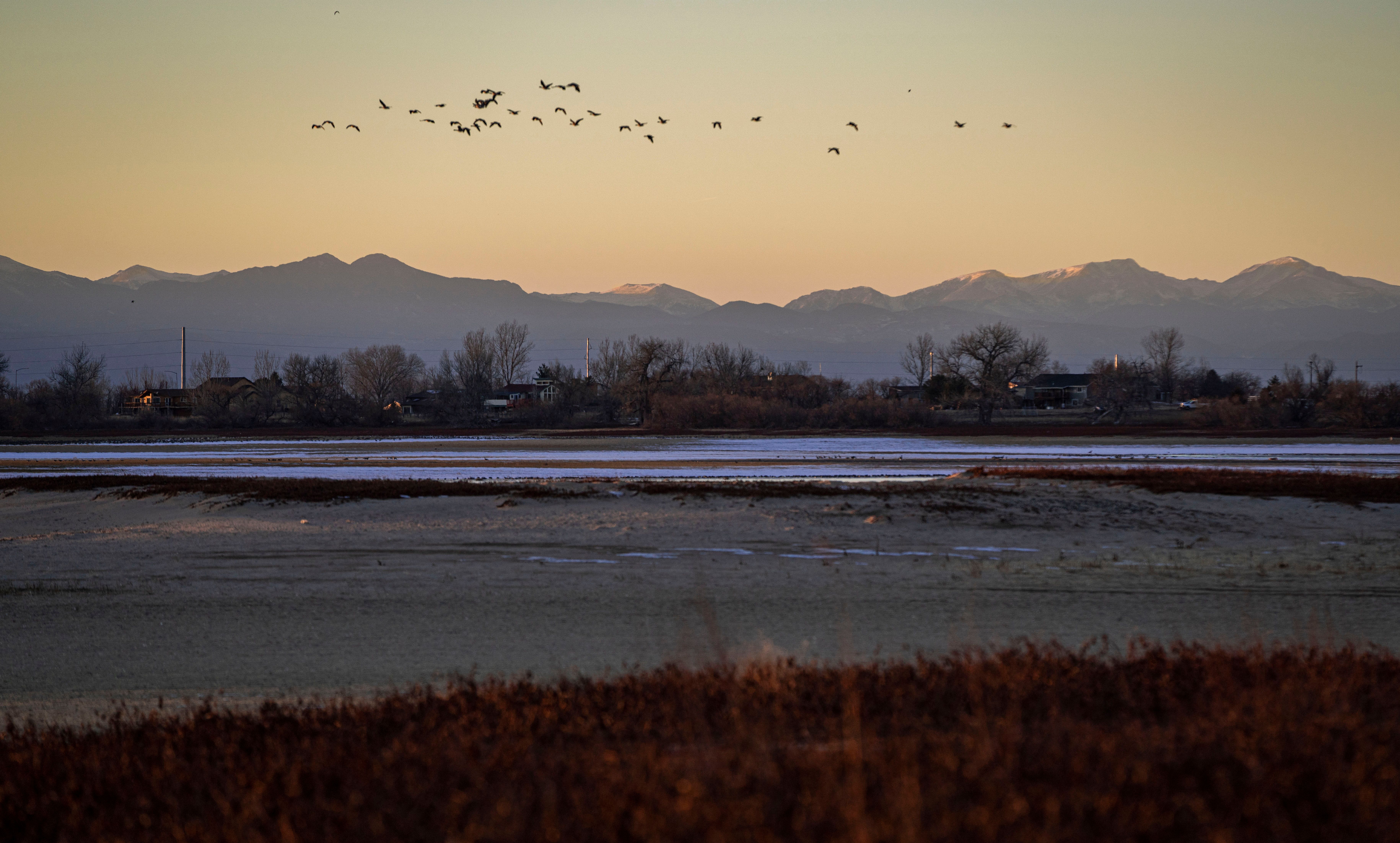 A serene view of birds flying over a marshland at dawn in Brighton, Colorado.