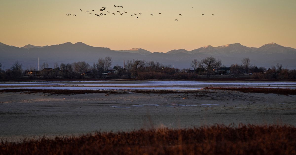 A serene view of birds flying over a marshland at dawn in Brighton, Colorado.
