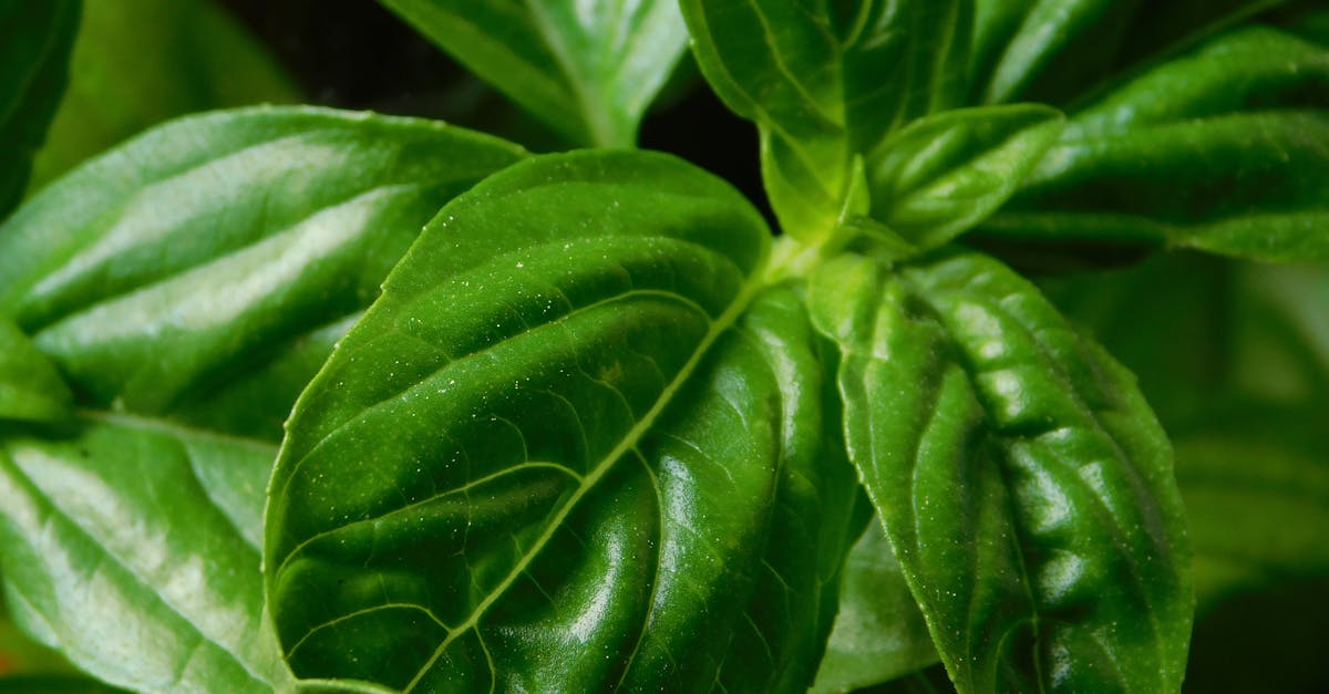 How to prune basil so it keeps growing