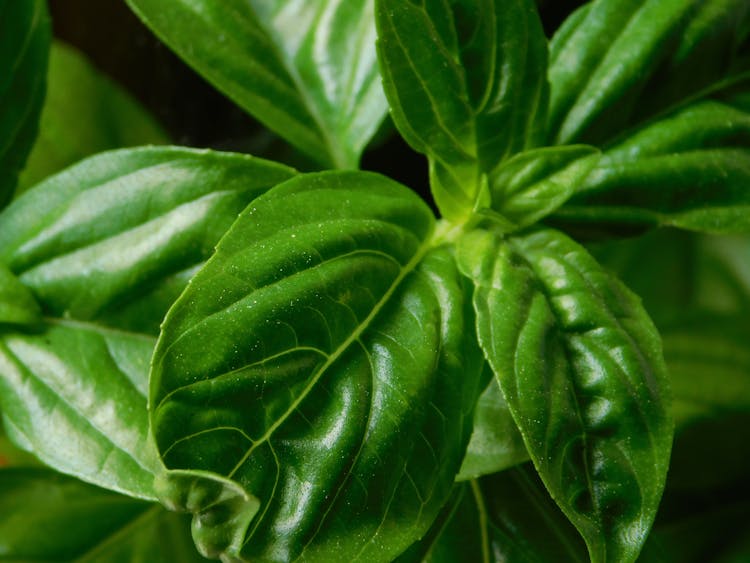 Lush Basil With Green Leaves In Garden