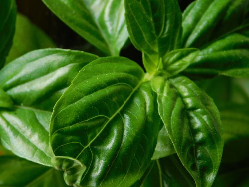 Free From above verdant abundant basil plant with young tender leaves growing in sunny garden Stock Photo