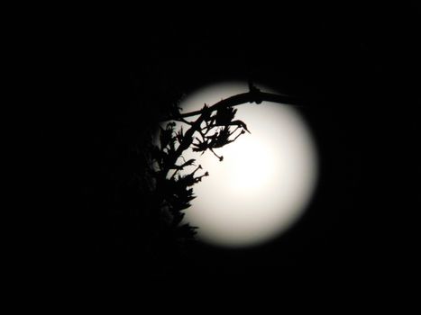 Silhouette of tree branch against luminous bright moon on dark sky at starless night