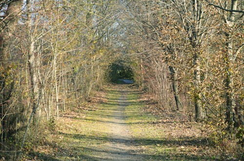 Narrow Pathway Between Brown Trees in a Forest