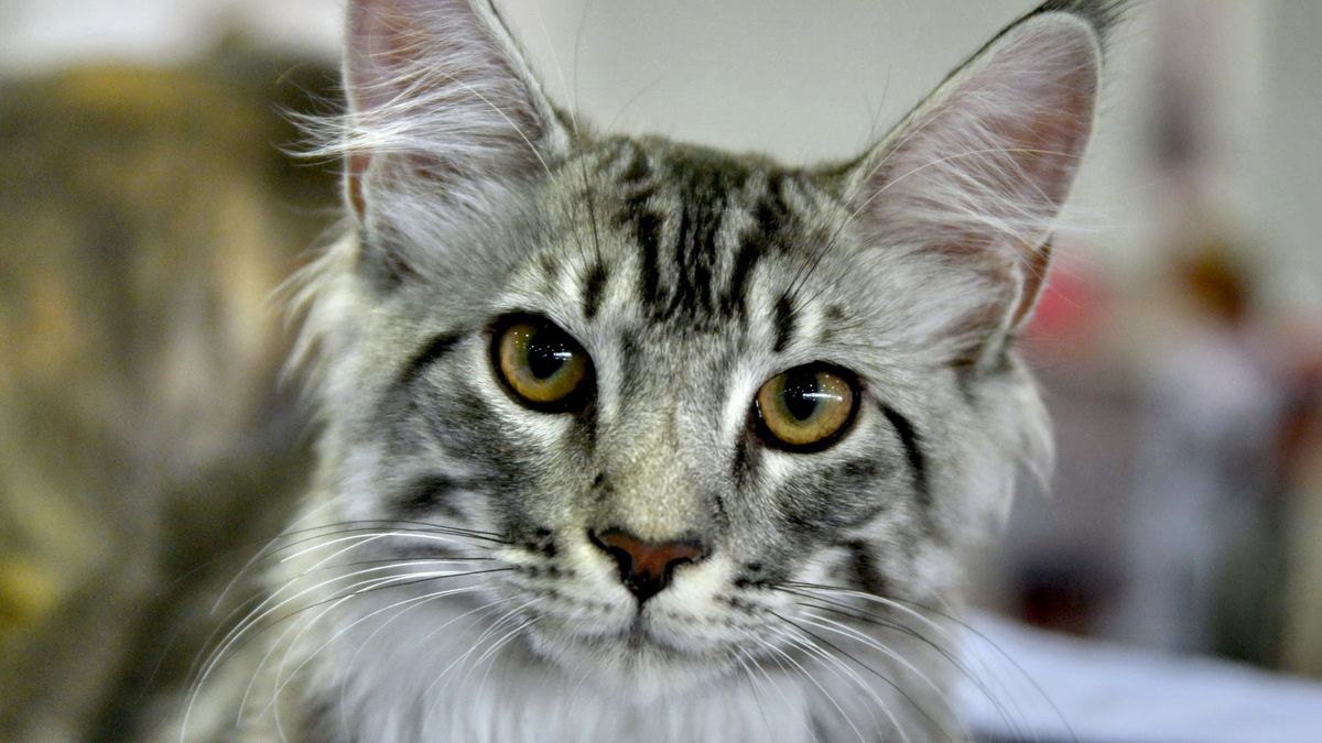 Gray tabby Maine Coon cat in close-up showing long coat and facial markings