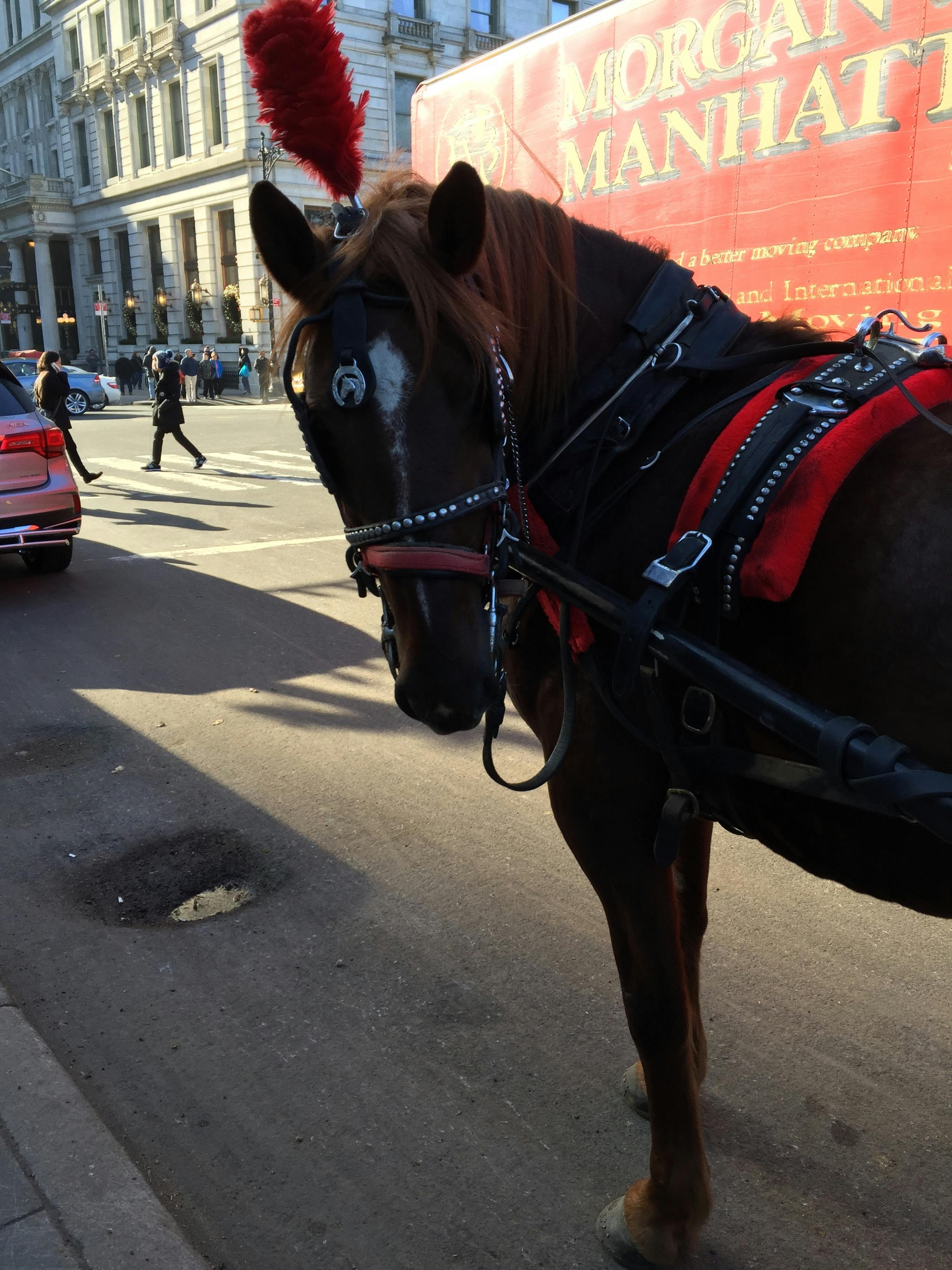 Free stock photo of carriage, horse, new york city