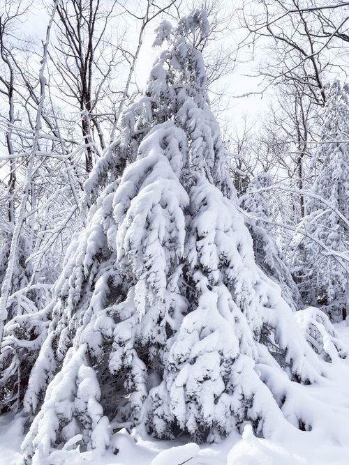 Free Spruce in snow among leafless trees in frosty sunny weather in cold winter Stock Photo