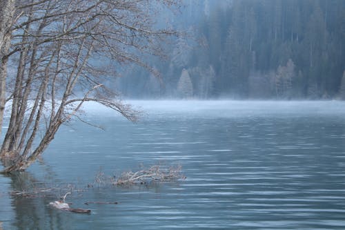бесплатная Бесплатное стоковое фото с вода, голые деревья, дымка Стоковое фото