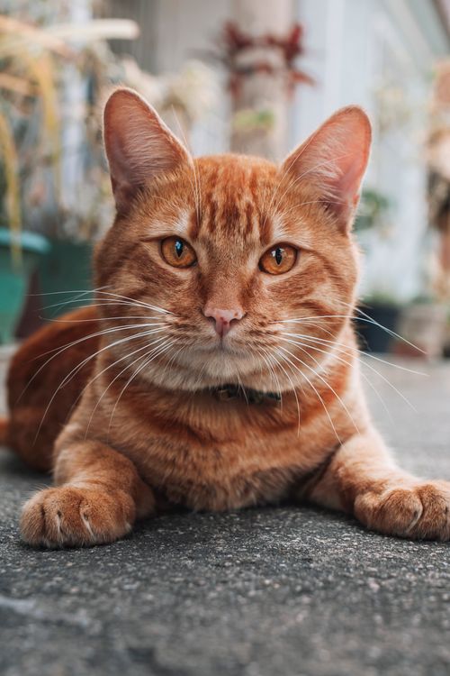 Free A detailed close-up of a ginger tabby cat lying on a street. Stock Photo