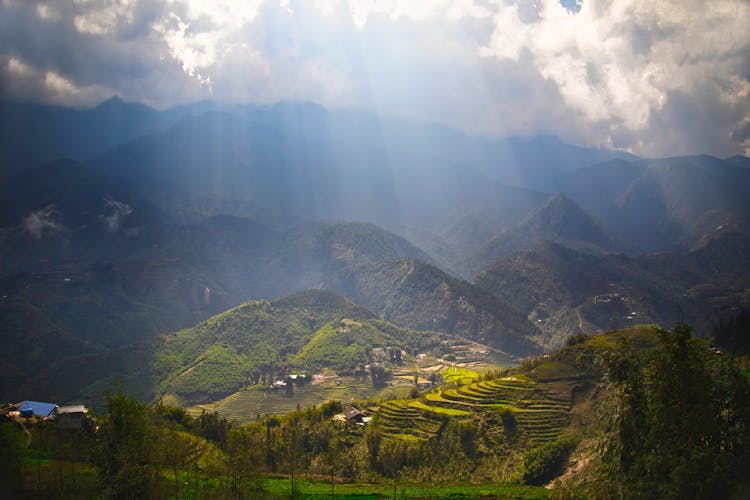 Sun Over Green Rice Plantations