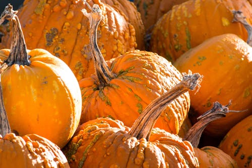 Free stock photo of pumpkins
