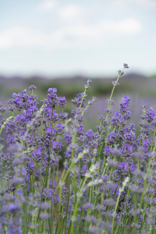 A Lavender Flowers on the Field