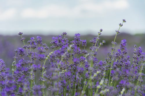 Close-up Shot of a Lavender Flowers 