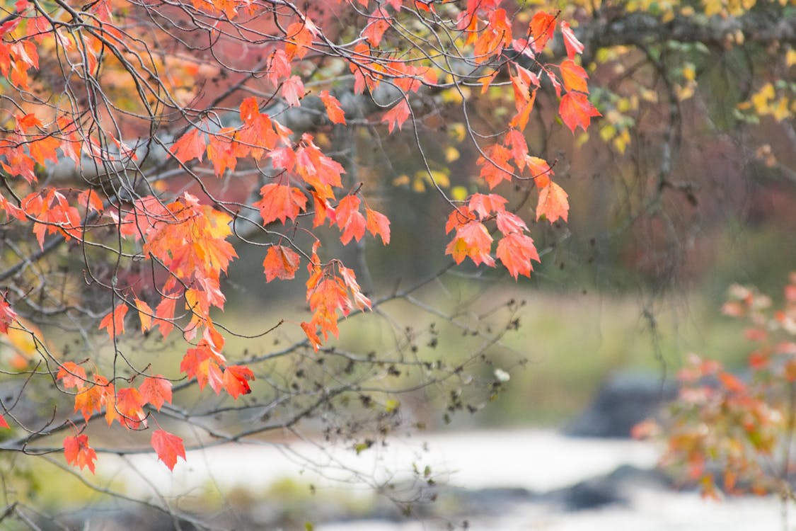 Photo Gratuite De Feuillage D Automne Photo Gratuite De Feuillage D Automne