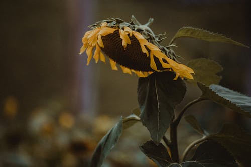 Gratuit Imagine de stoc gratuită din a închide, floare, floarea-soarelui Fotografie de stoc