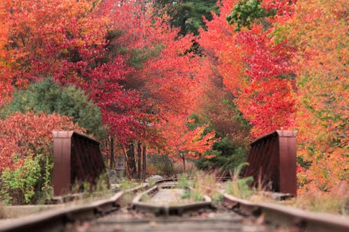 無料 秋の色, 紅葉, 線路の無料の写真素材 写真素材