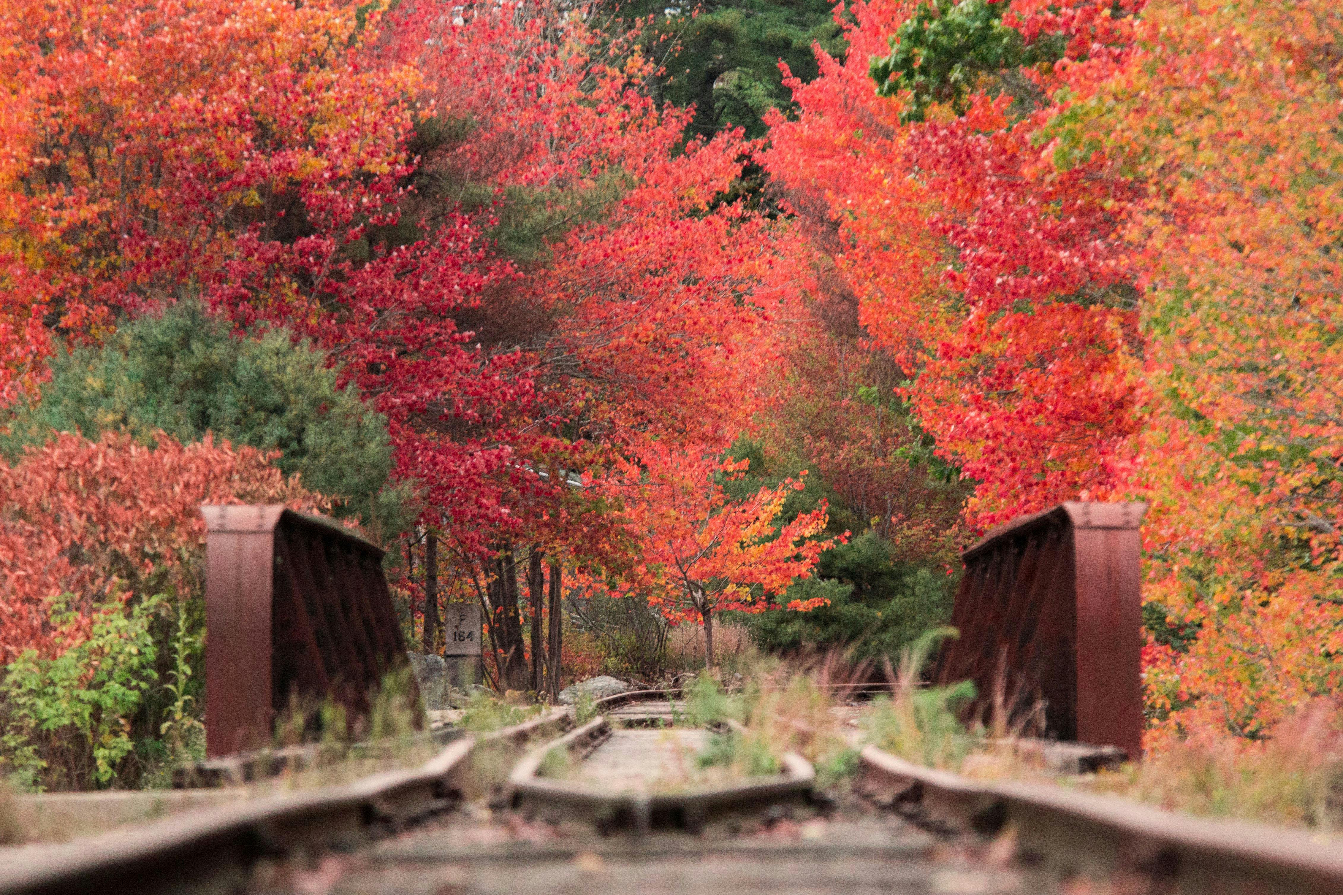秋の色 紅葉 線路の無料の写真素材 秋の色 紅葉 線路の無料の写真素材