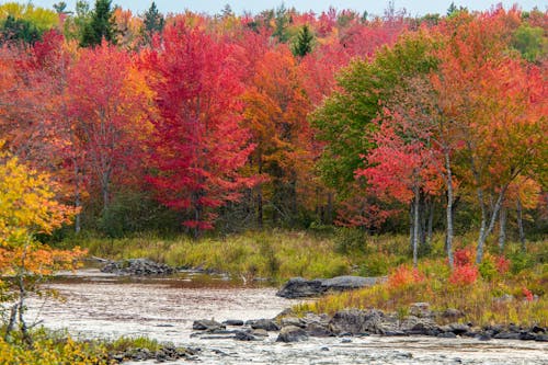 Free stock photo of fall foliage