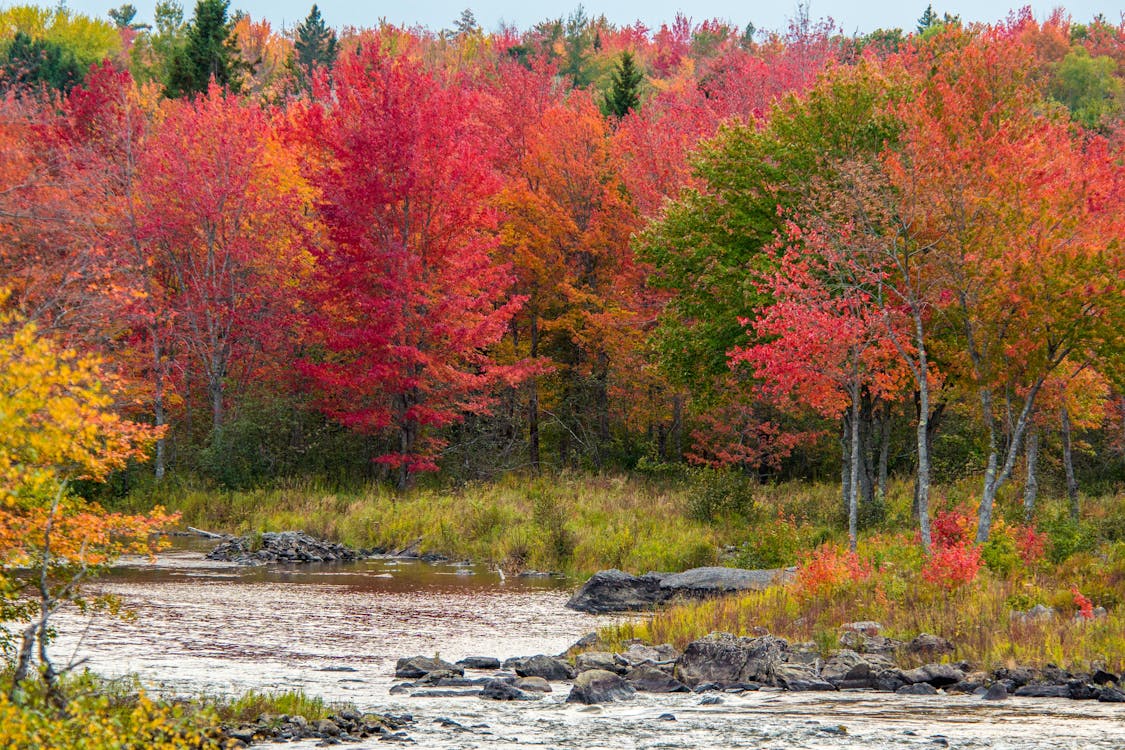 Gratis stockfoto met herfstbladeren