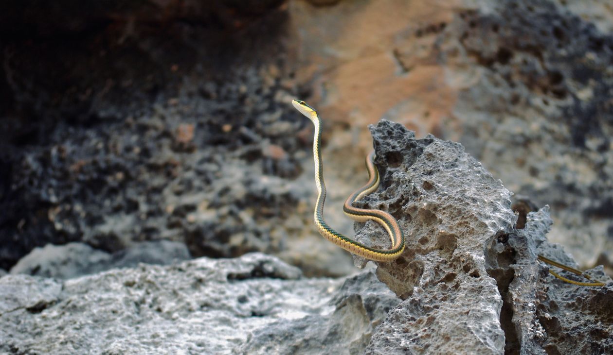 A Snake on a Gray Rock · Free Stock Photo