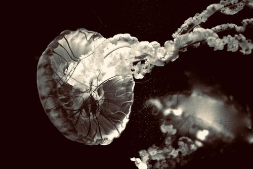 A Close-Up Shot of a Jellyfish