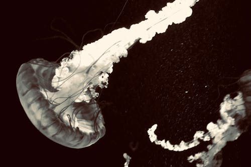 A Close-Up Shot of a Jellyfish