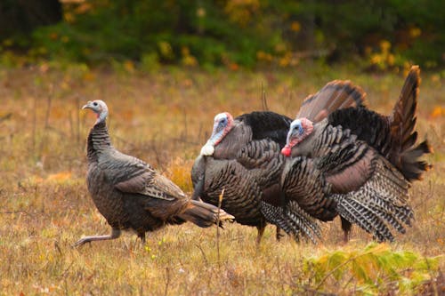 Free stock photo of thanksgiving, tom turkey, turkey Stock Photo