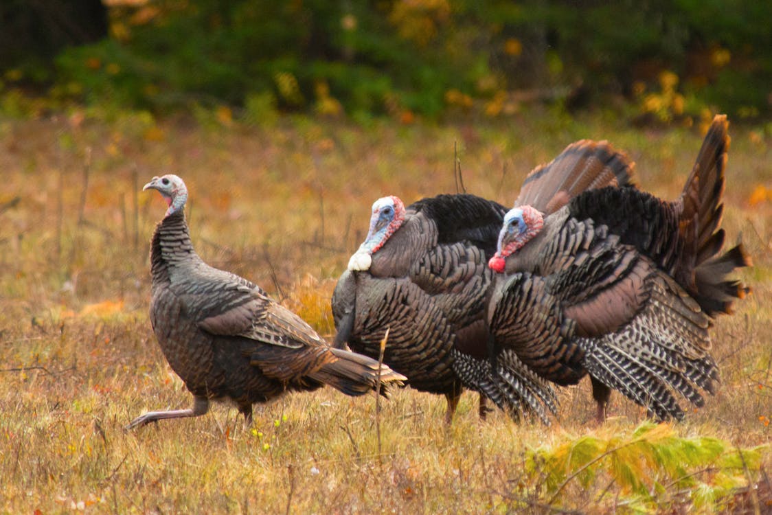 Gratis lagerfoto af kalkun, kalkuner, Thanksgiving