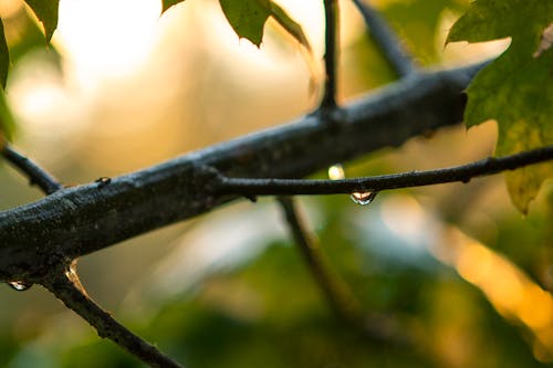 Free stock photo of water droplet