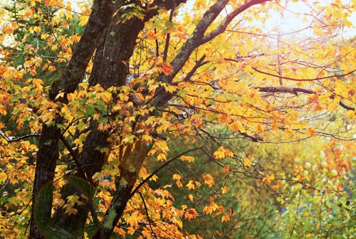 Gratis lagerfoto af efterårsblade, efterårsguld, efterårsløv