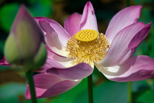 A Close-Up Shot of a Lotus Flower