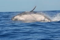 A Humpback Whale Leaping Out of the Ocean