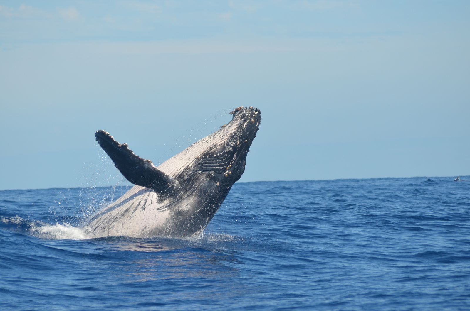 Humpback whale breaching near Reunion Island — humpbacks were near-extinct mid-20th century and are now a conservation recovery story