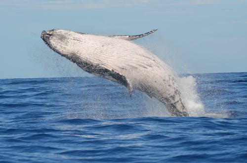 Imagine de stoc gratuită din animal, balena cu cocoașă, fotografie de animale