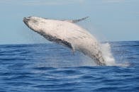 A Humpback Whale Leaping Out of the Ocean