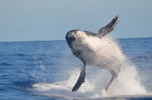 Free Witness a mesmerizing humpback whale breaching the ocean's surface in Réunion's clear waters. Stock Photo