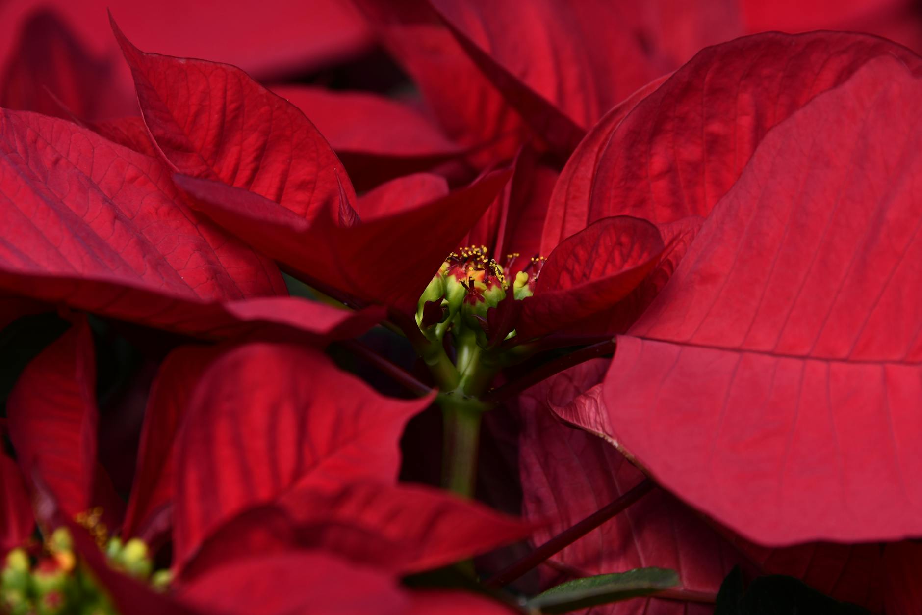 Close-up view of vibrant red poinsettia flowers with rich, bold petals in focus.