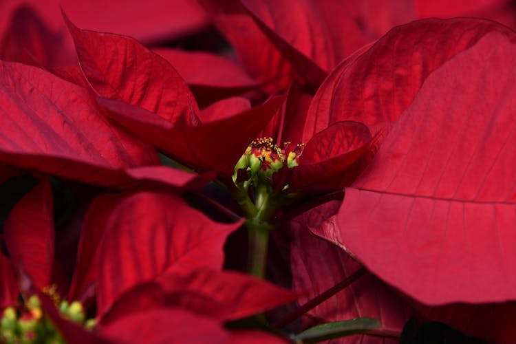 Petals Of A Poinsettia Plant